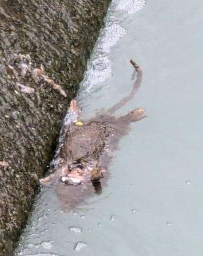 The dead rodent in the River Witham in Grantham. Photo: David Martin