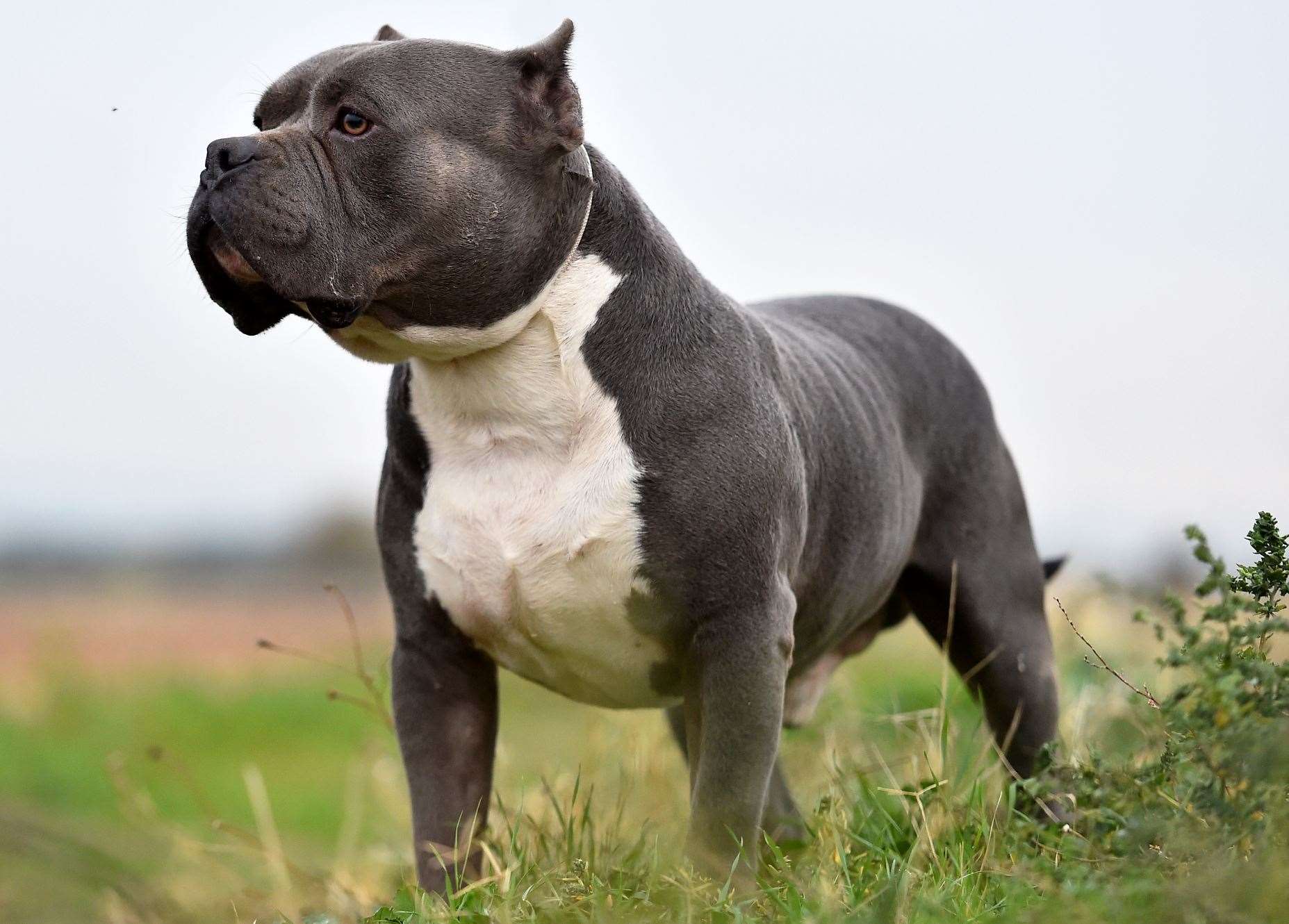 Owners with the breed will have to register their dogs and keep them muzzled in public. Image: iStock.