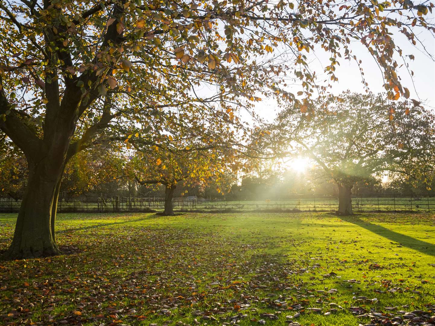 The park at Gunby Hall, Lincolnshire in autumn. Credit: National Trust/James Dobson
