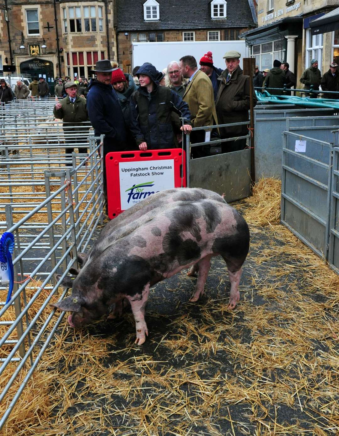Pigs at Uppingham Fatstock Show. Photo: Chris Lowndes.