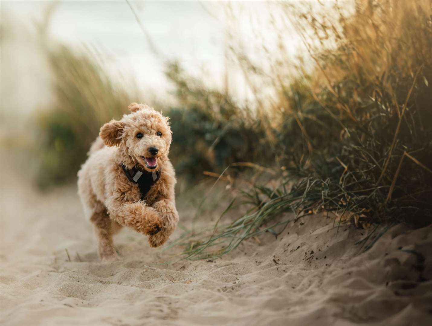 A puppy running on the beach. Photo: iStock/Wirestock