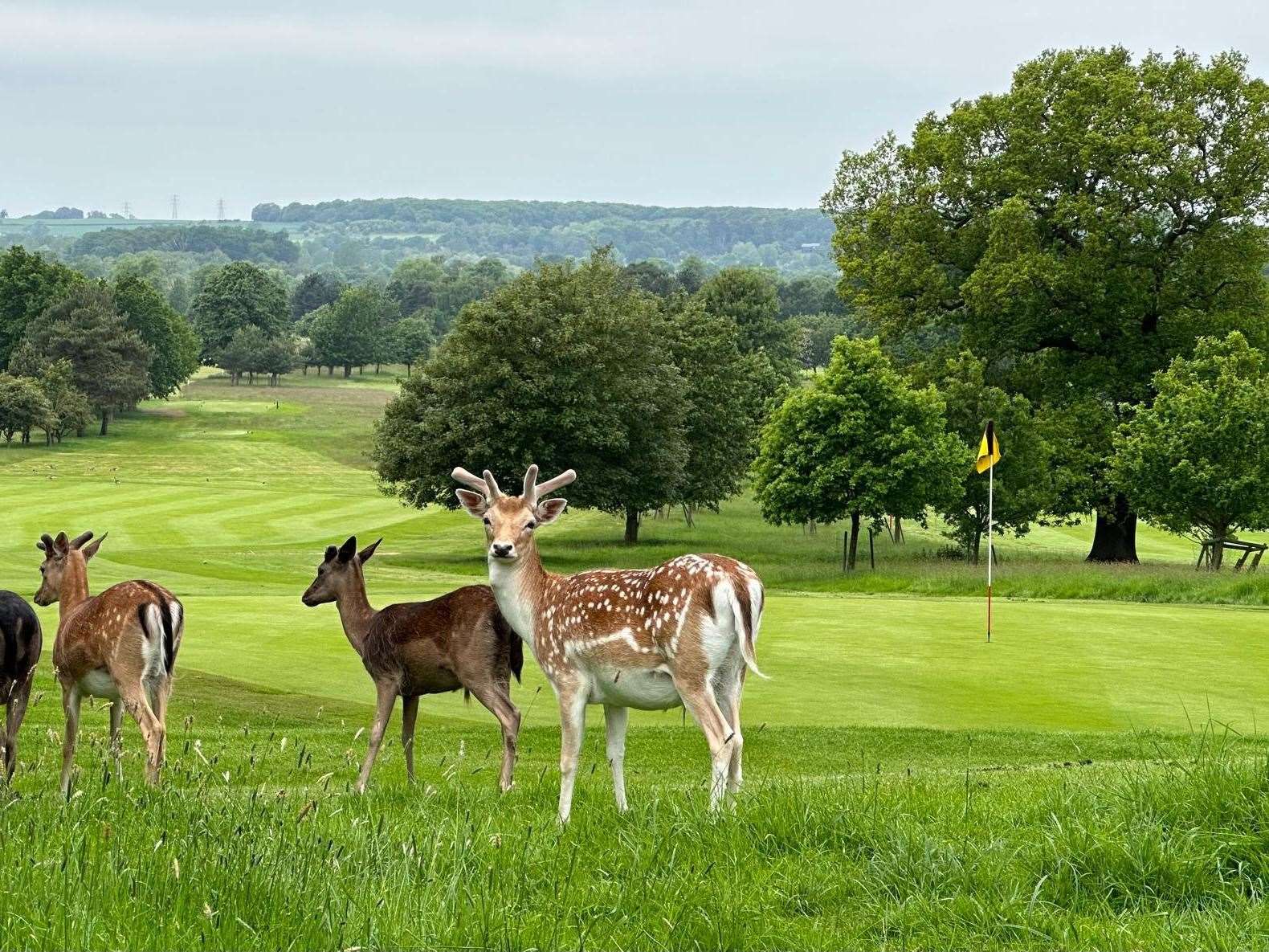 Belton Park Golf Club.