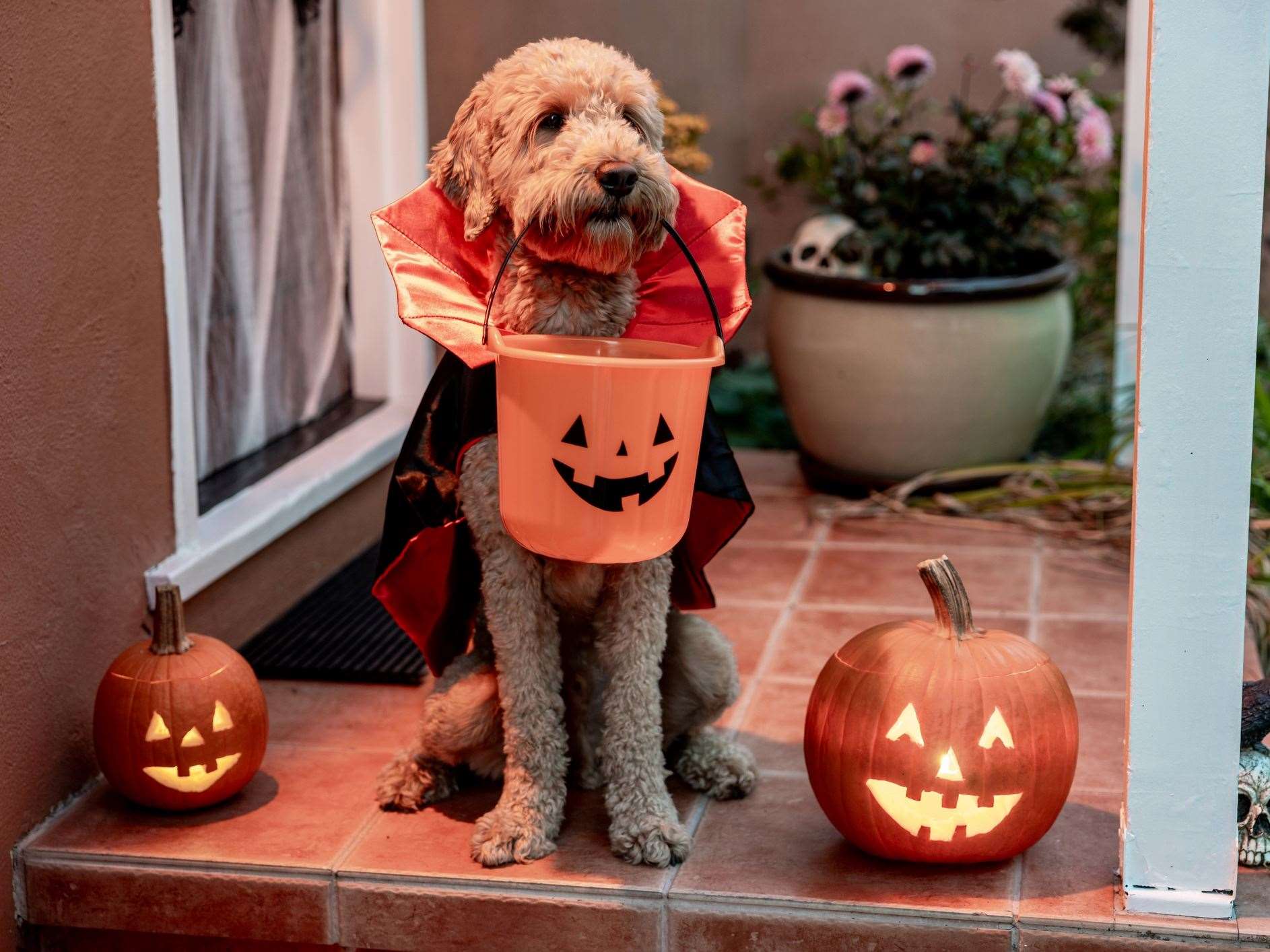 Sara Barnes talks about Halloween and dogs. Photo: istock