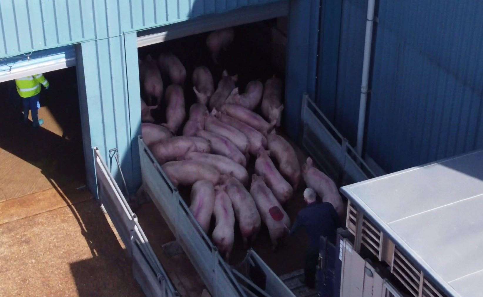 Footage captured at Woodhead Brothers abattoir in Pinchbeck by the Animal Justice Project