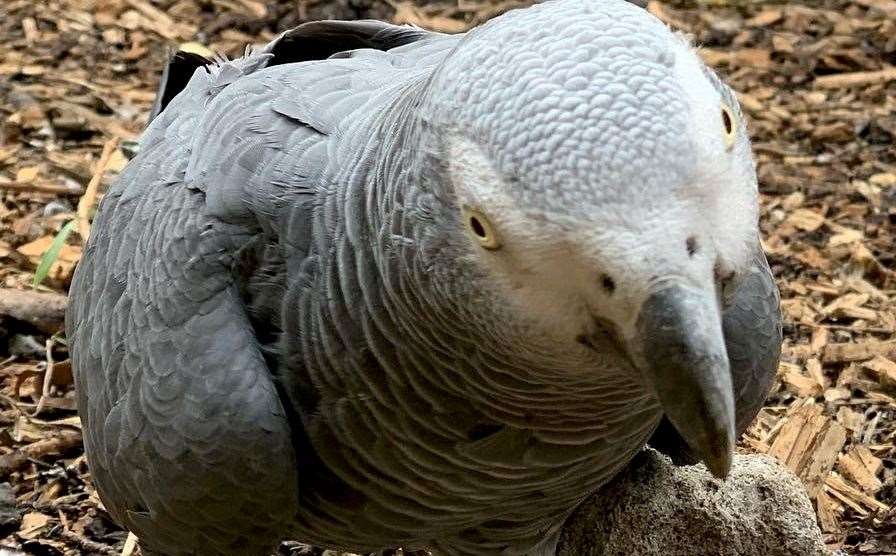 The swearing parrots at Lincolnshire wildlife park have finally started to curb their language