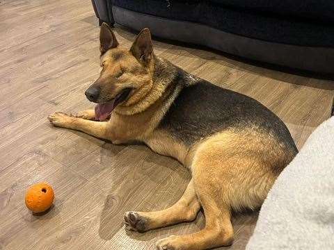 Benedict has been looking for a home since November. Pictures: Immingham Dog Rescue
