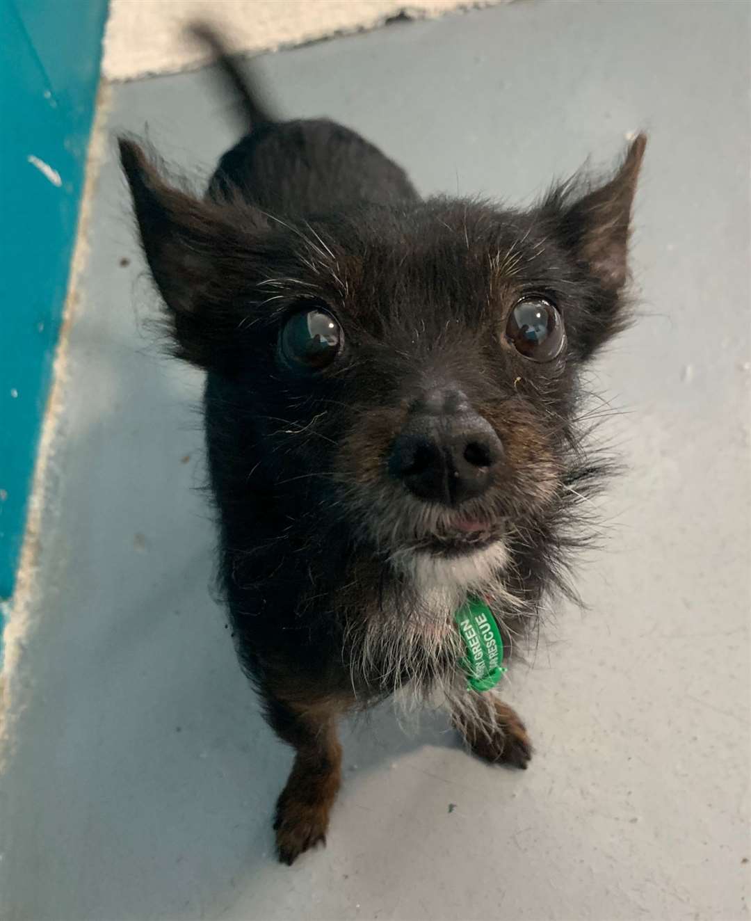 Tilly was left in a grey VW Golf which was stolen. Pictures: Jerry Green Dog Rescue