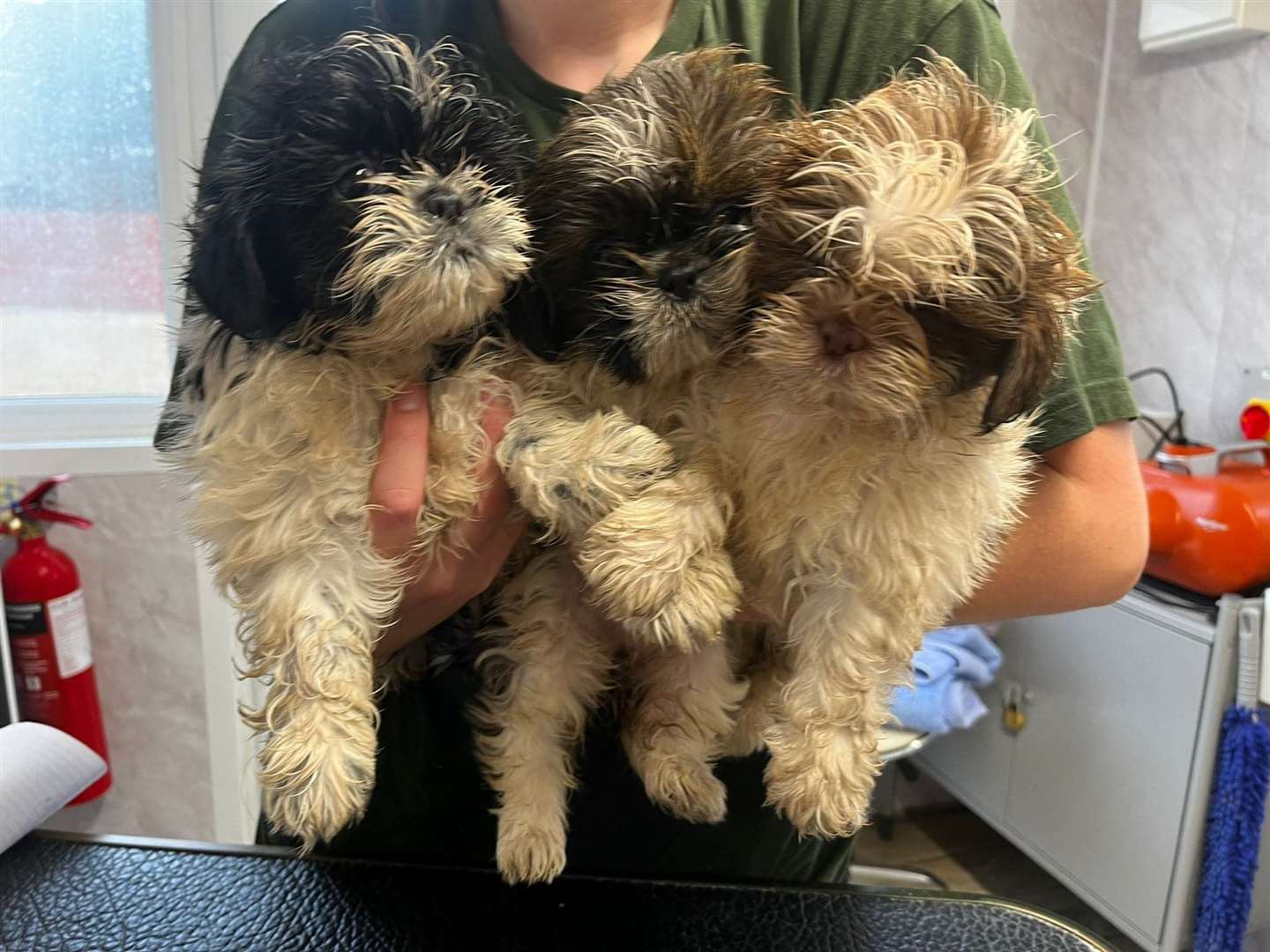 Shih Tzus rescued by the South Lincolnshire Jerry Green team (60012904)