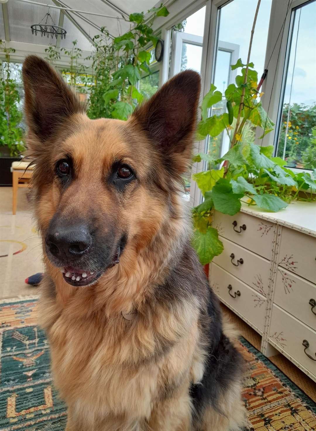 Gemma