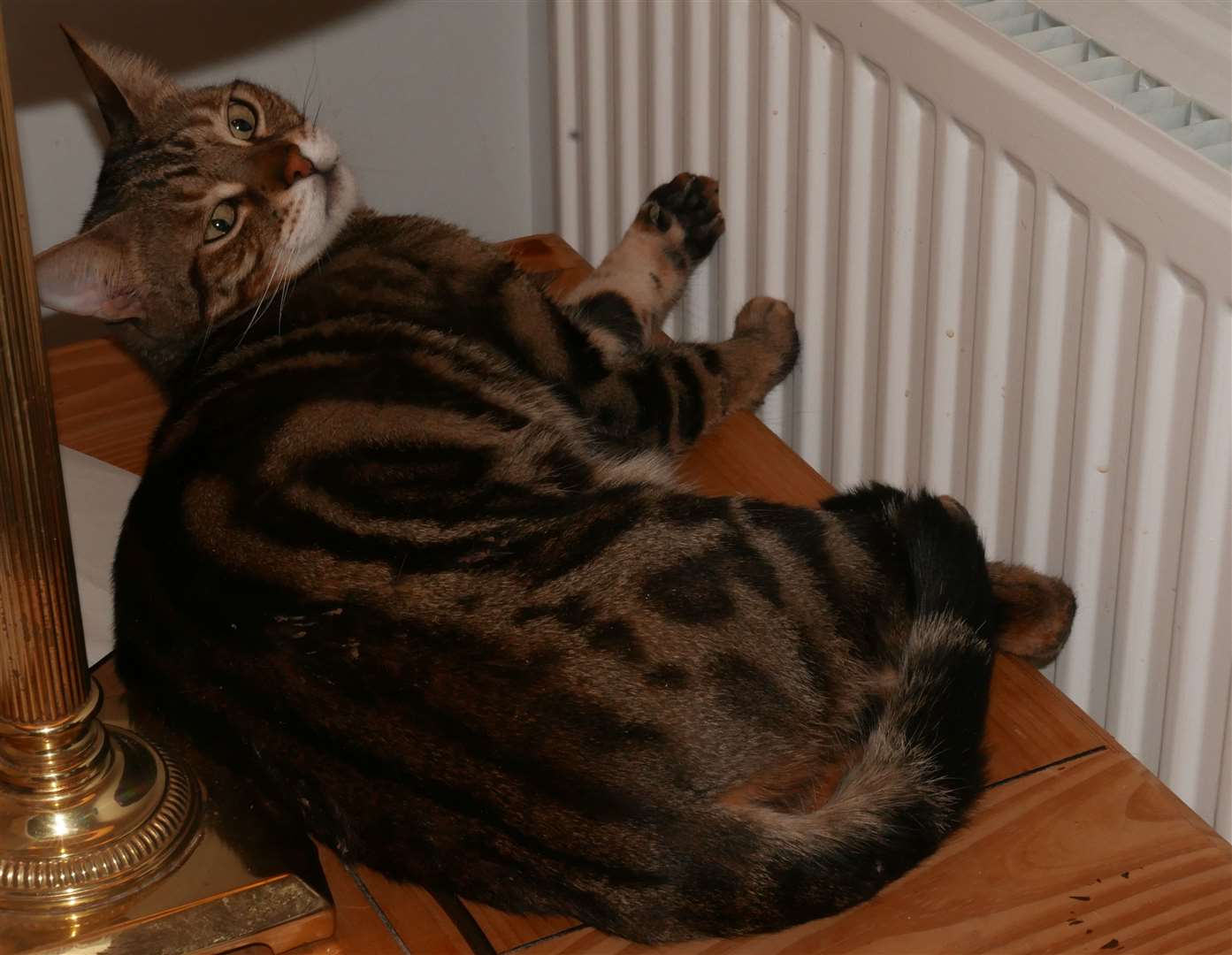 Woody in his favourite position next to the radiator at home