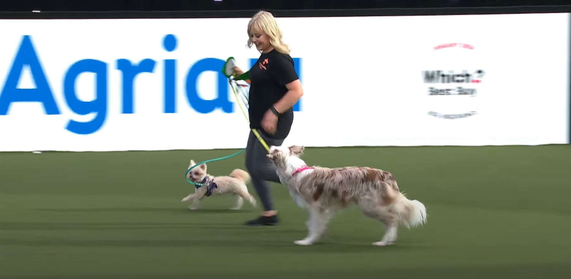 Lucy Heath and her dogs Trip and Foxy on a victory lap of the Crufts arena. Image: Crufts/Youtube