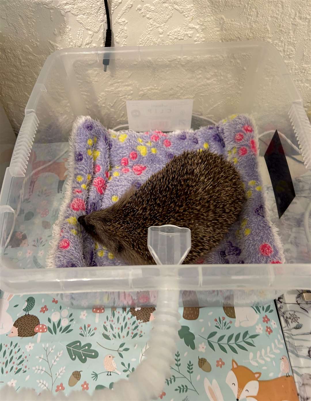 Jambo needed a nebuliser due to an infection on his lungs