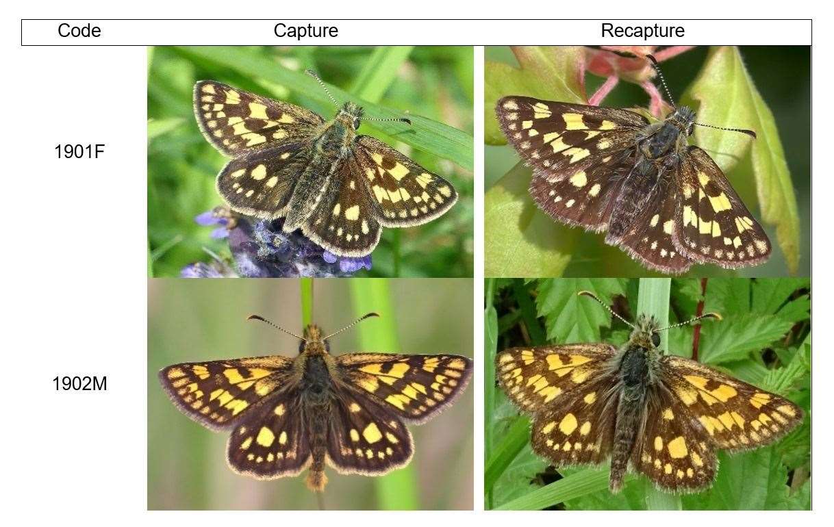 Photos taken by volunteers helped identify and count the new chequered skippers. Photo: Butterfly Conservation