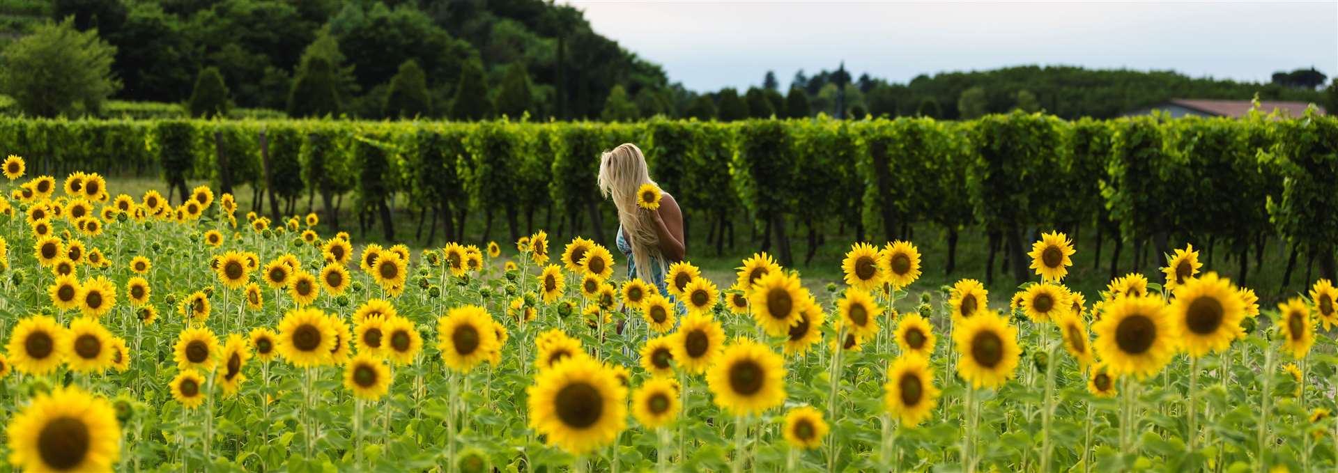 A girl walking in the field picking sunflowers. Photo: istock
