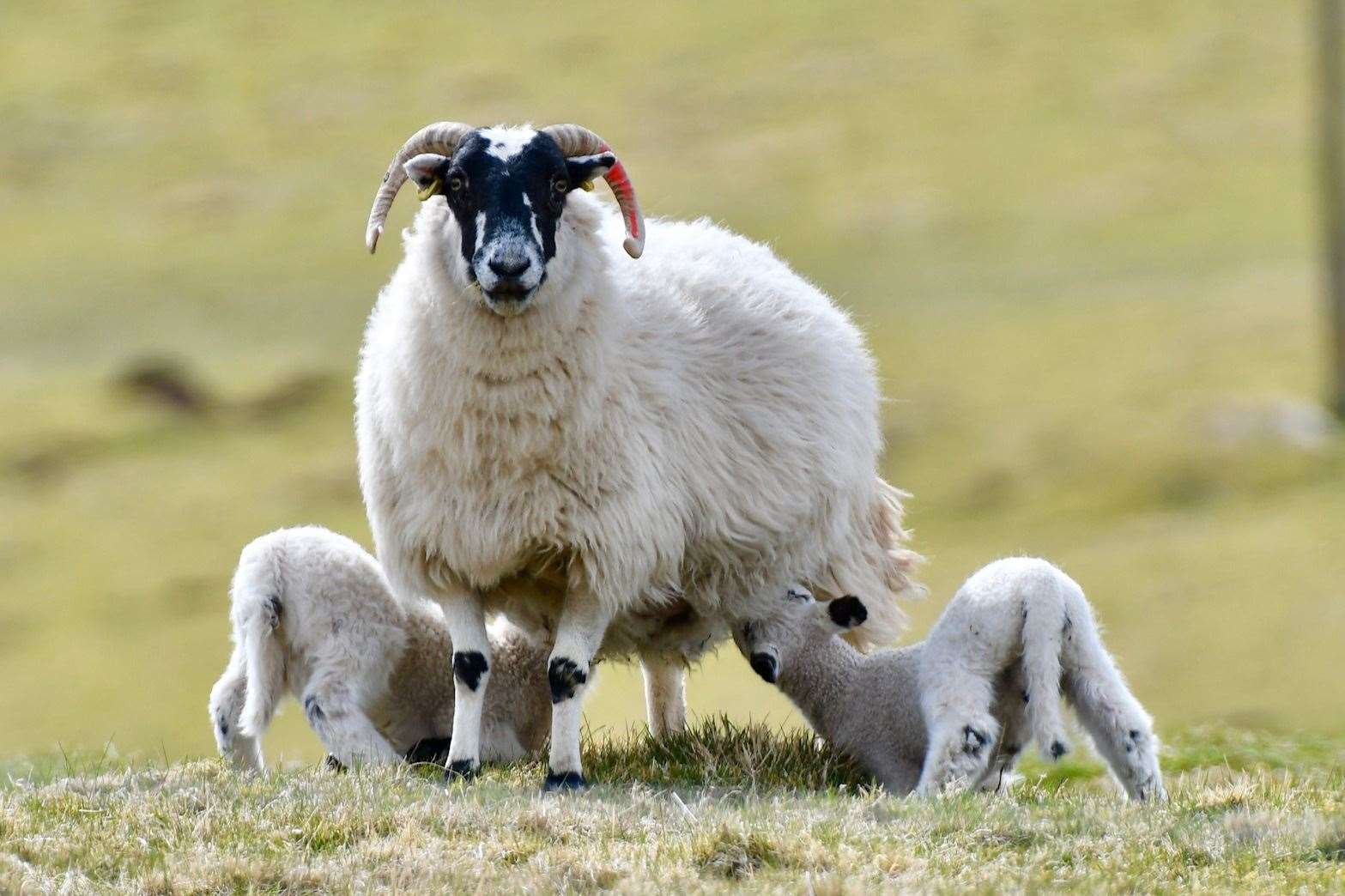 Who are ewe looking at?