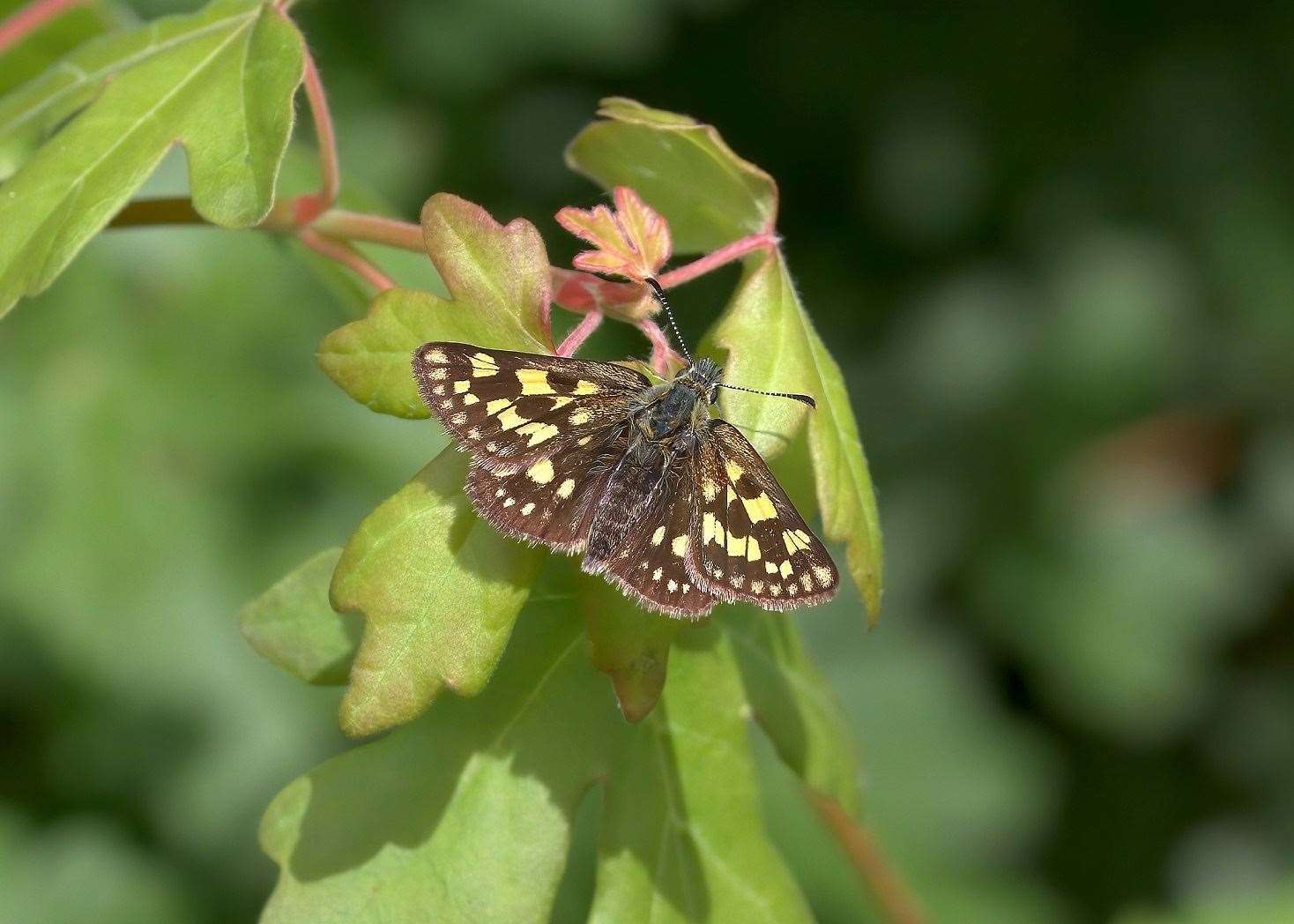 A female chequered skipper in 2019. Photo: Dave James