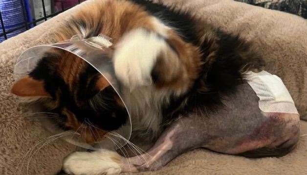 Tinkerbell needed a four-hour operation following a hit and run.