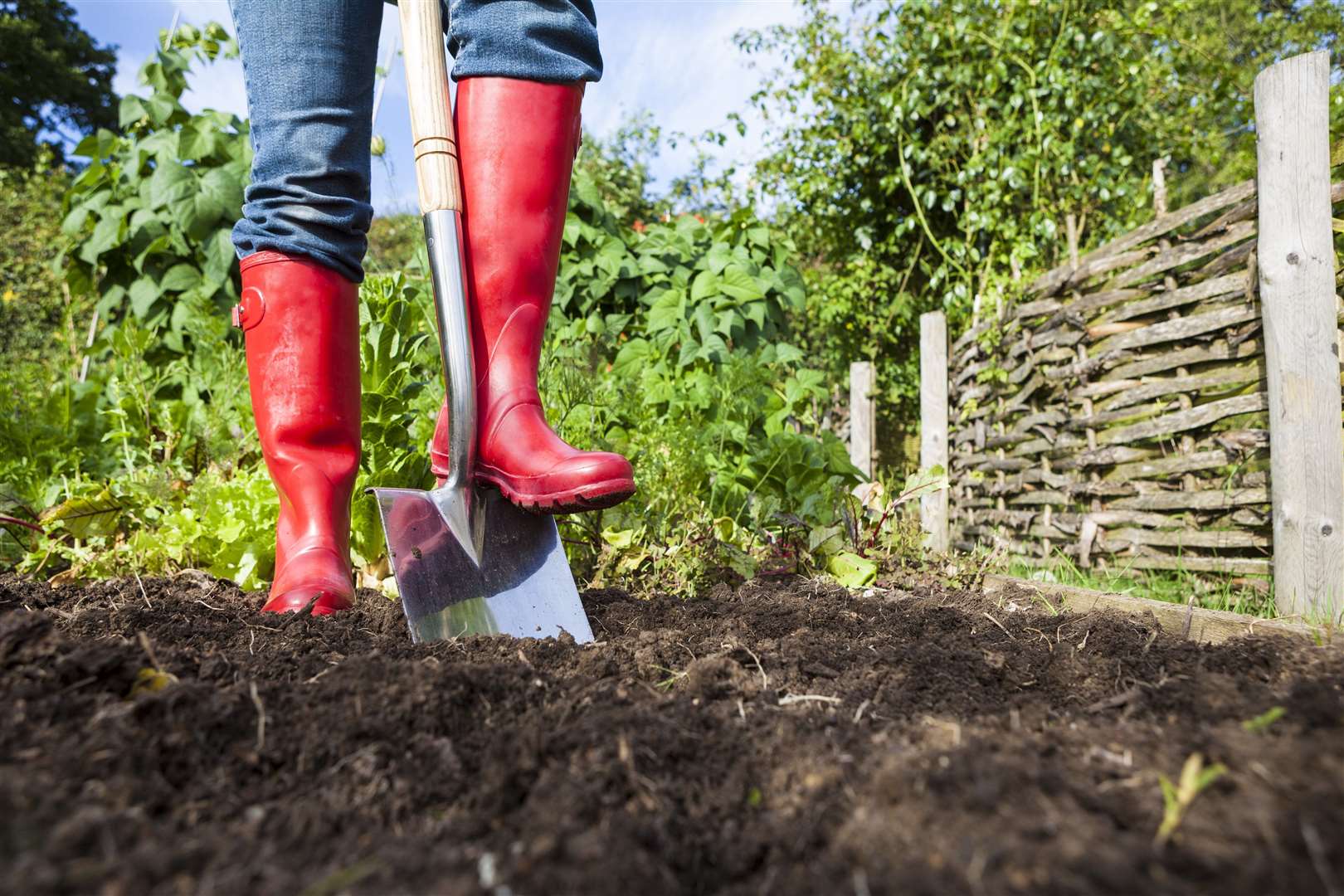 Mulching gardens can help stop water evaporating say experts. Image: iStock.