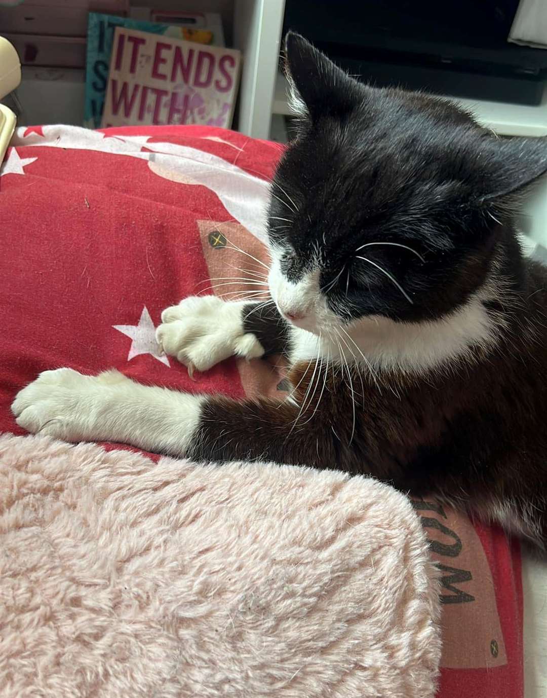 Tink is settling in well after being reunited with her owners after a decade