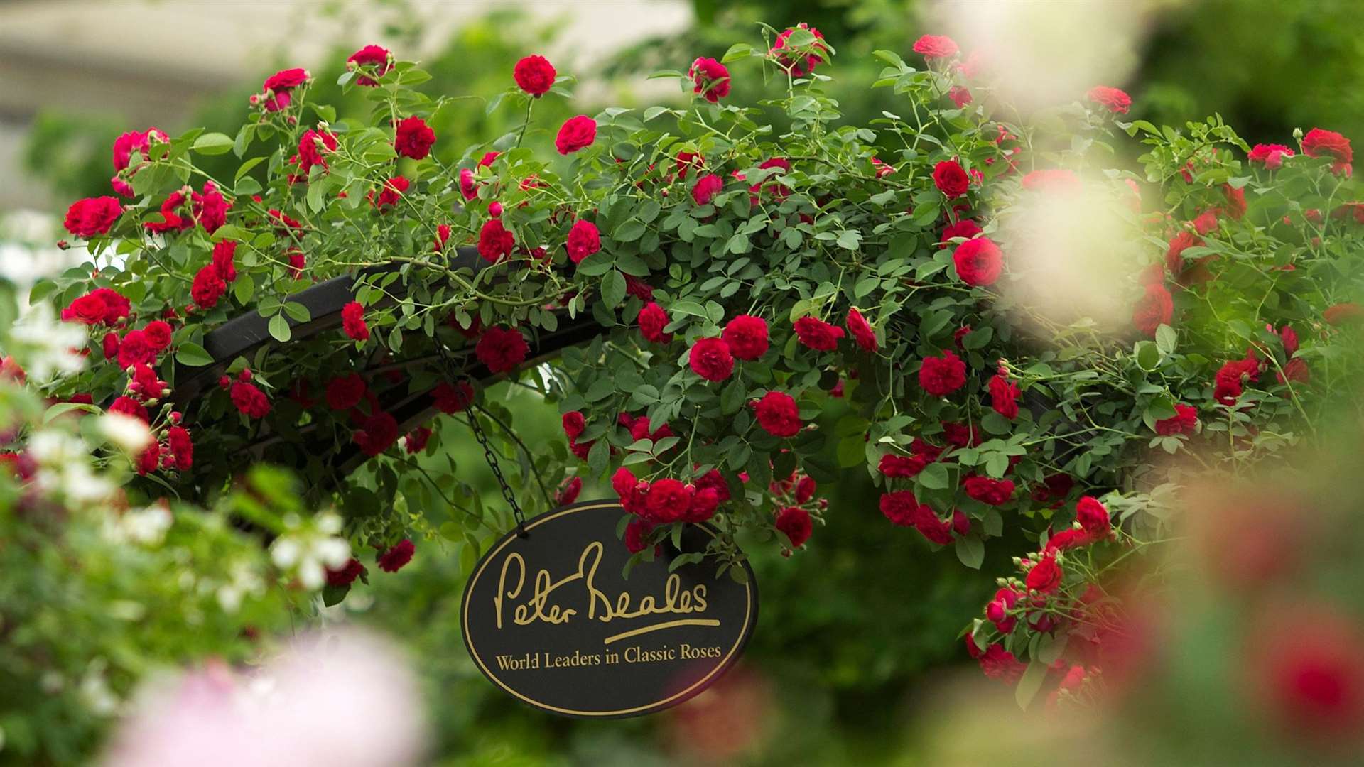 Peter Beales Roses