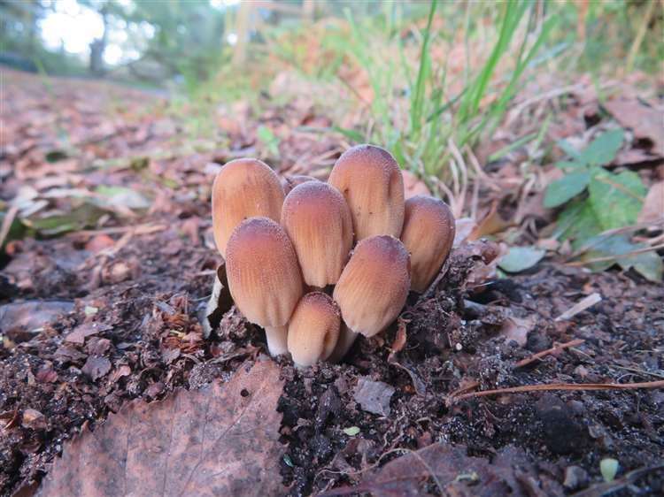 Fungi in Twyford Woods.