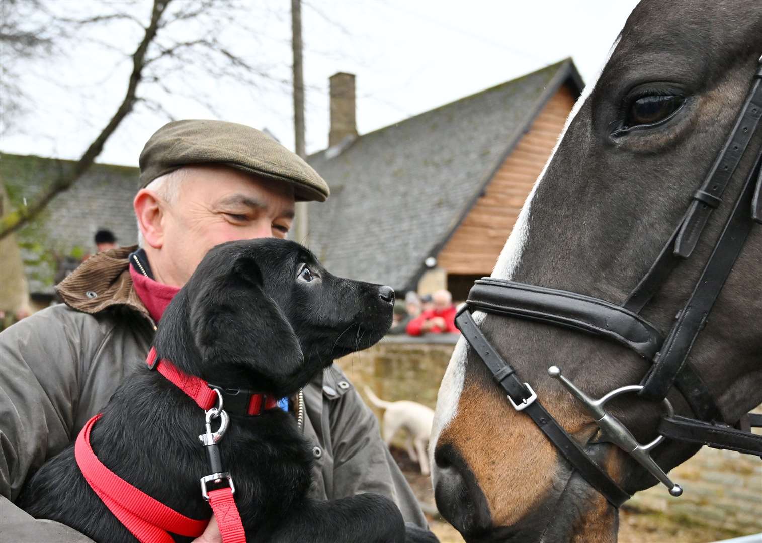 Will Armitage and his puppy meet the horses. Photo: David Lowndes