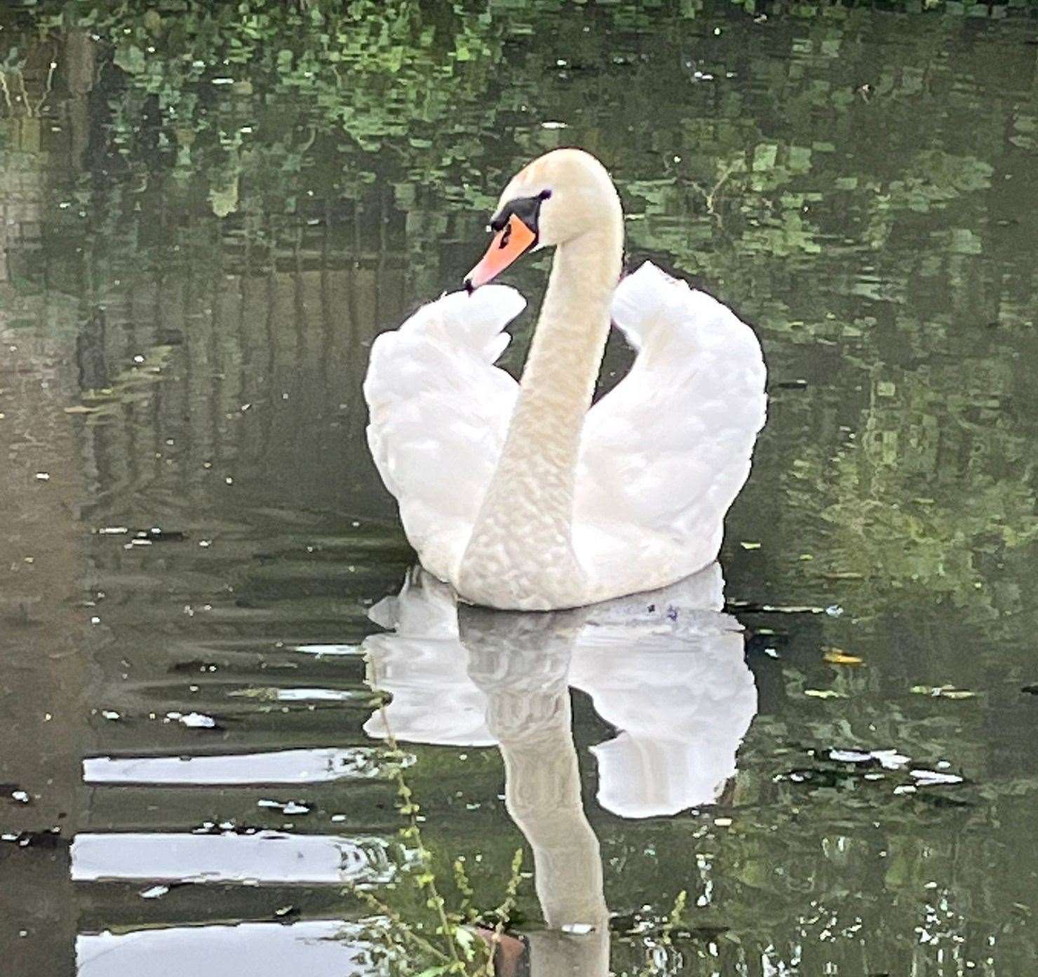 Police have received reports of swans being worried in Surfleet PHOTO: STOCK (Sheree Hammond)