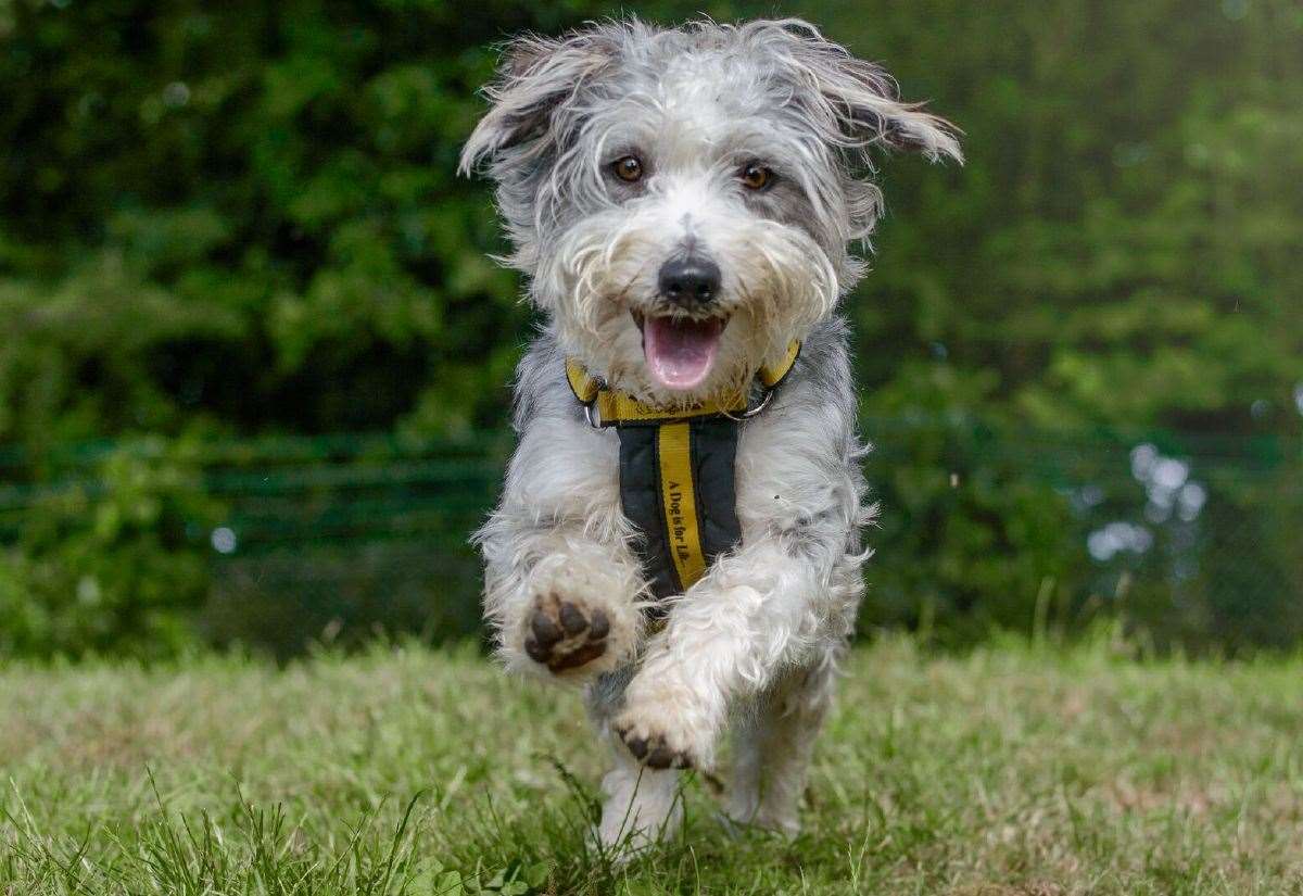 Dogs Trust issues advice for pet owners if their dog is stolen as Pet Abduction Act comes into force