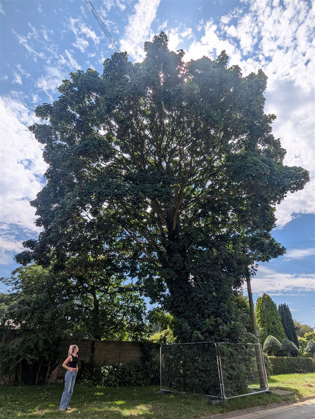 Hanri van Wyk with one of the remaining trees
