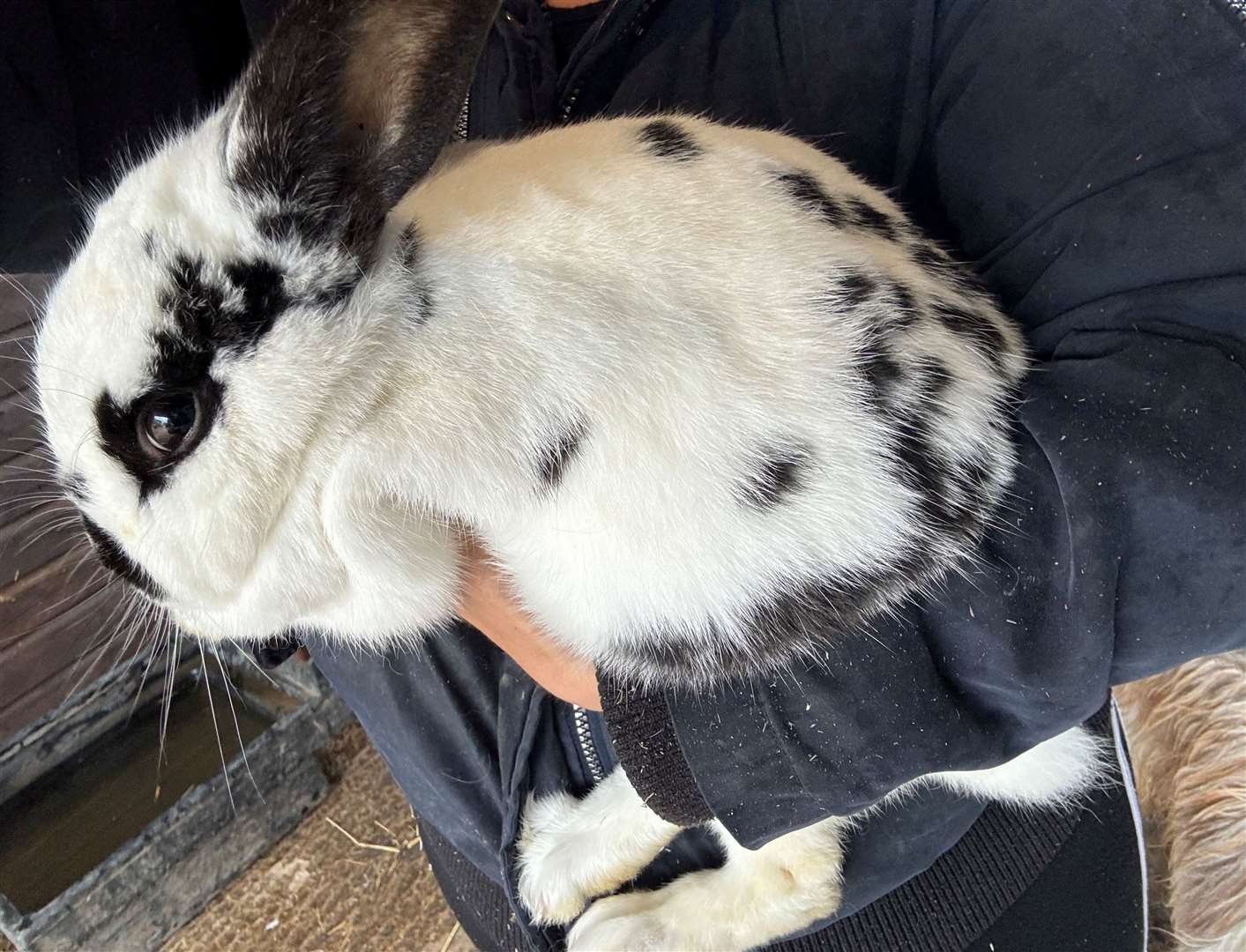The therapy farm has rabbits, alpacas, bearded dragons and more