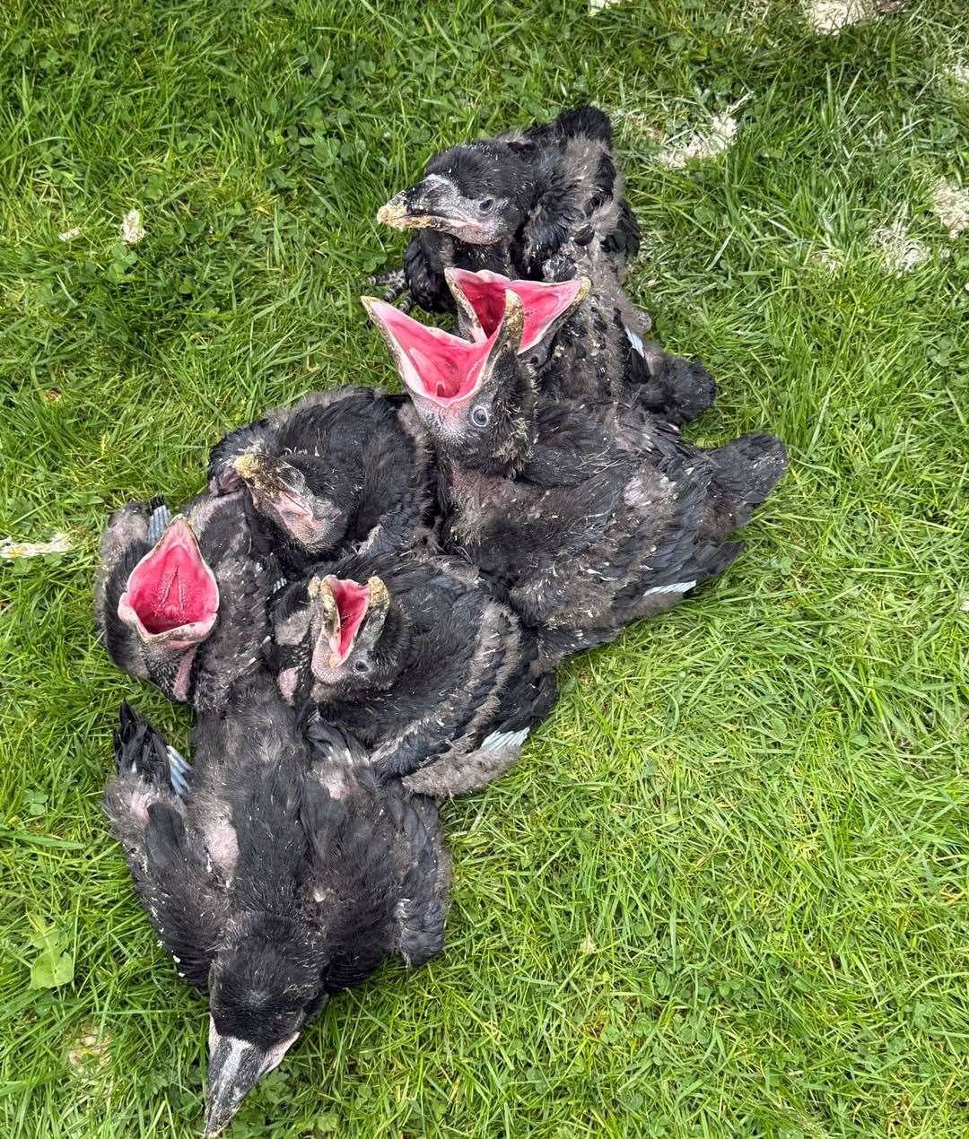 Baby raven crow