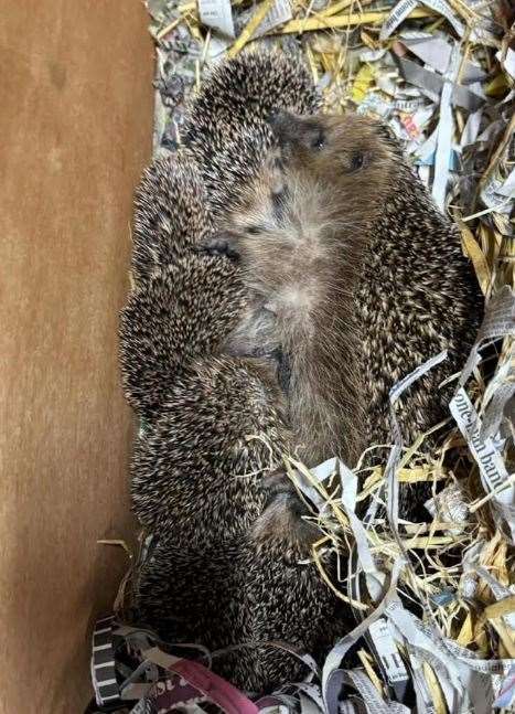 Hoglets being fed by their mum