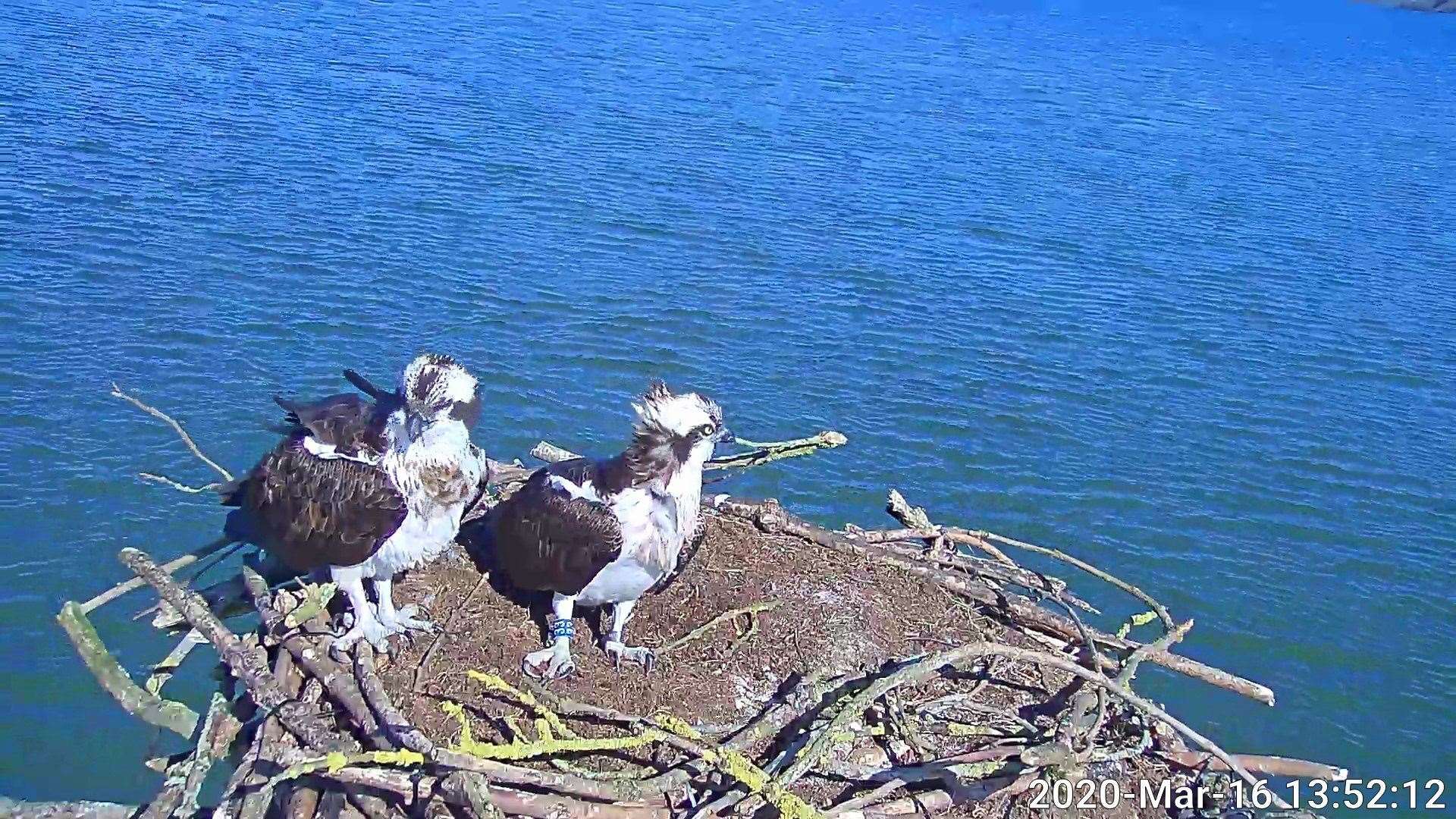 Ospreys have returned to their nest at Lyndon Nature Reserve in Rutland. Photo: Rutland Osprey Project