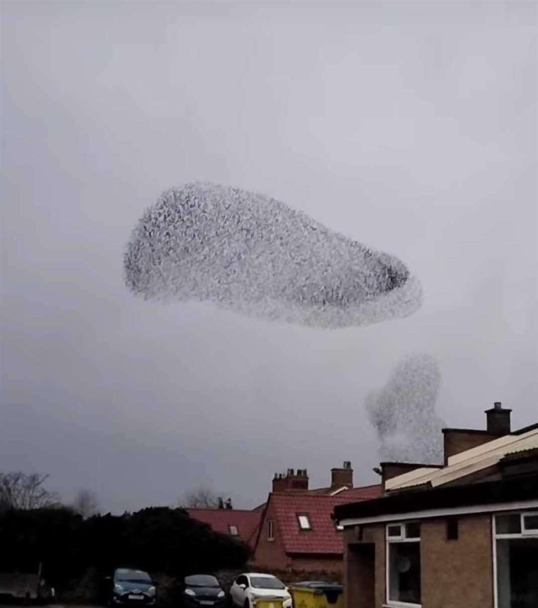 The starlings have been flying over Great Gonerby for the last two weeks. Photo: Vanessa Neale