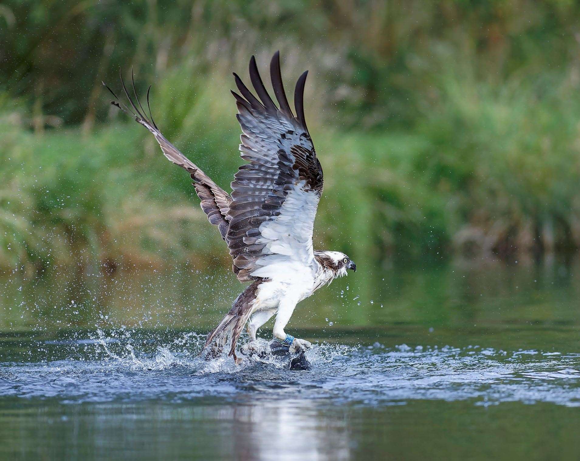 In 2001, the first osprey to have been born in England for 150 years was welcomed. Photo: Ray Kilham