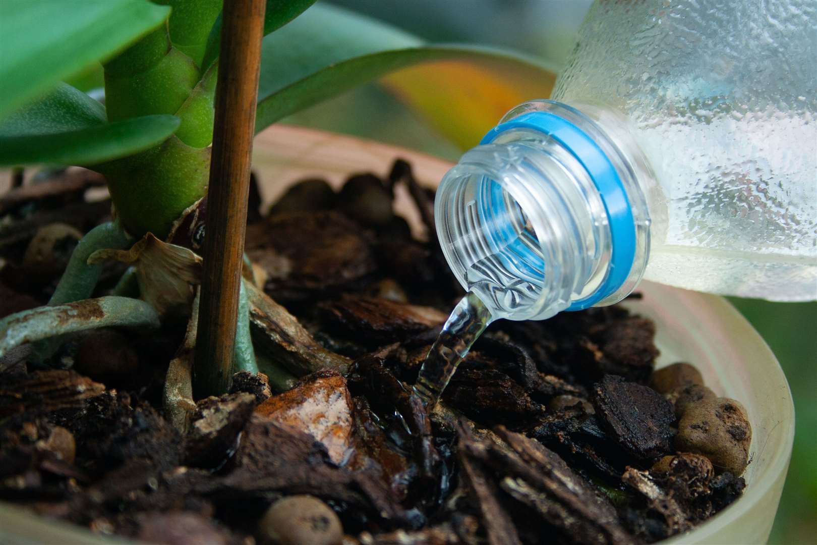 Don't pour any unwanted water away - use it on your plants. Photo: iStock photo.