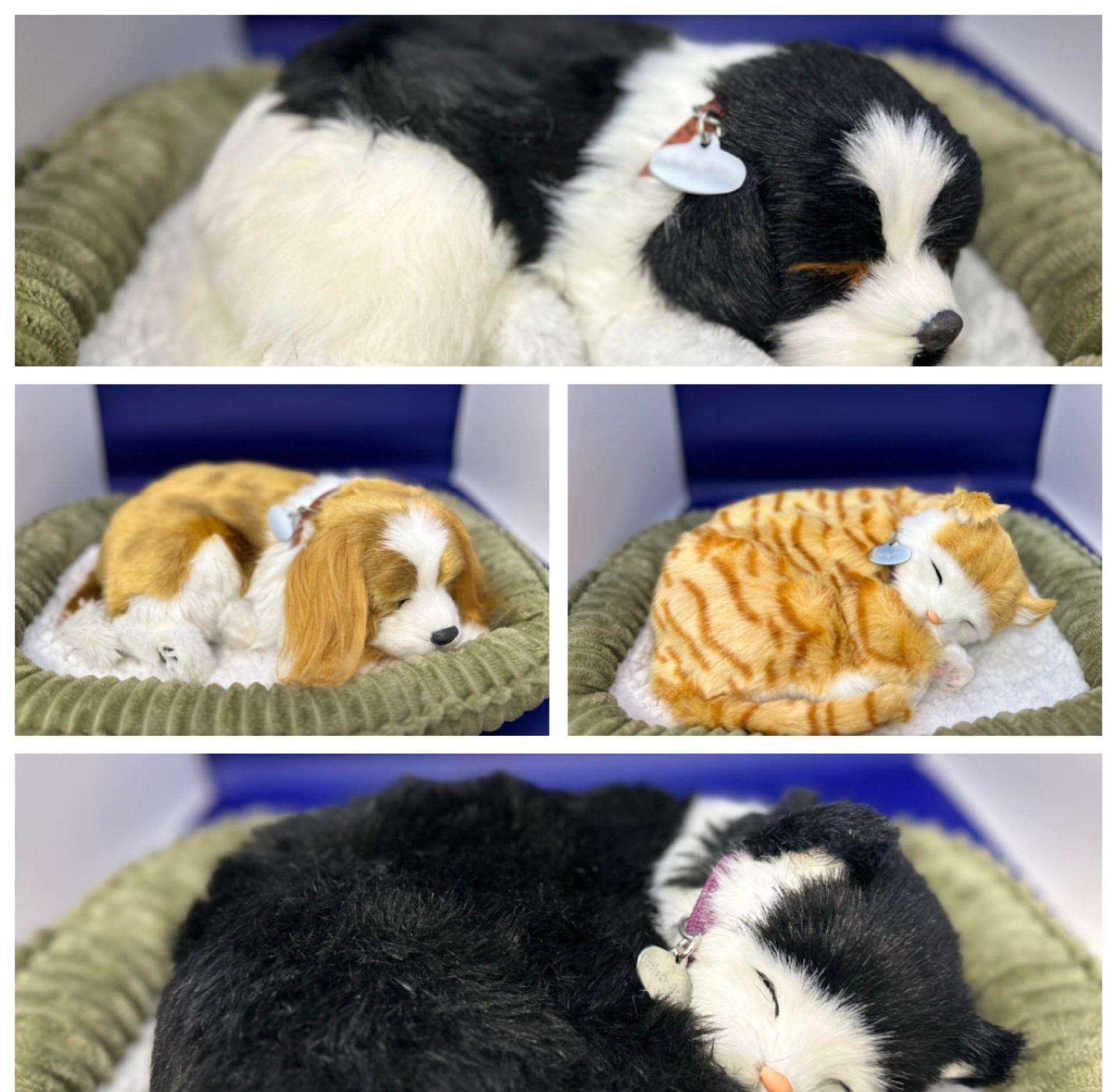 Some of the Precious Petzzz