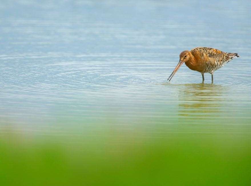 Black tailed godwit Limosa limosa, adult male in breeding plumage feeding in lagoon, RSPB Frampton Marsh Nature Reserve, Lincolnshire, July Photo copyright - Ben Andrew (RSPB-Images.com) & Chris Andrews