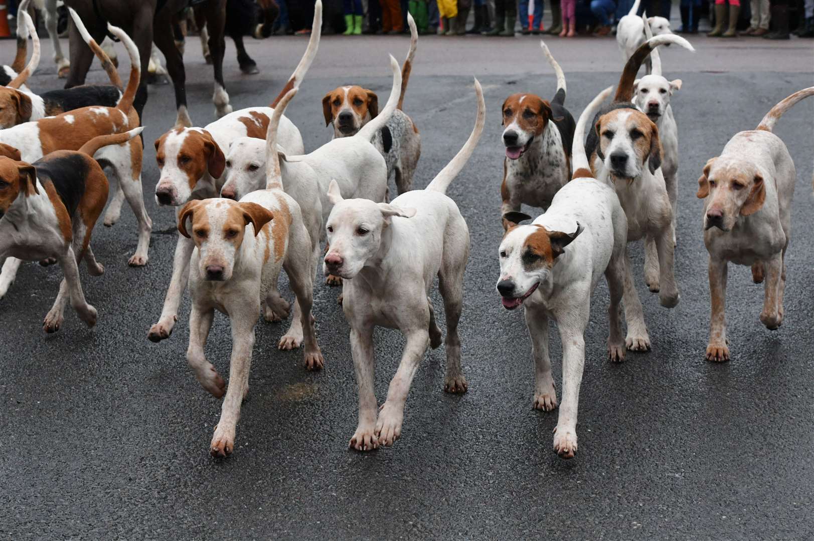 Hounds from the Fitzwilliam Hunt arriving in Wansford. Photo: David Lowndes