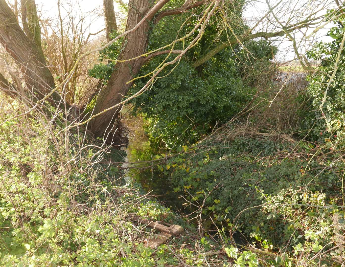 Woody became stuck in this patch of dense undergrowth