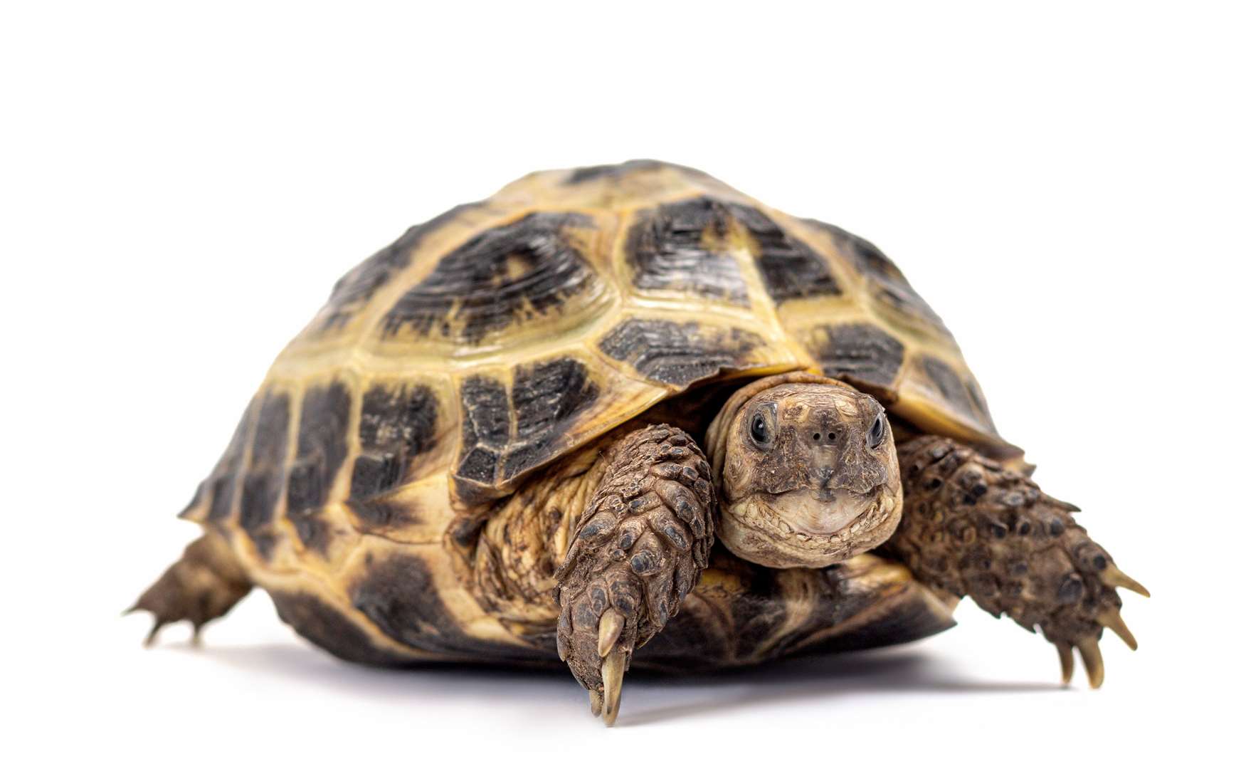 Turbo was the most popular pet