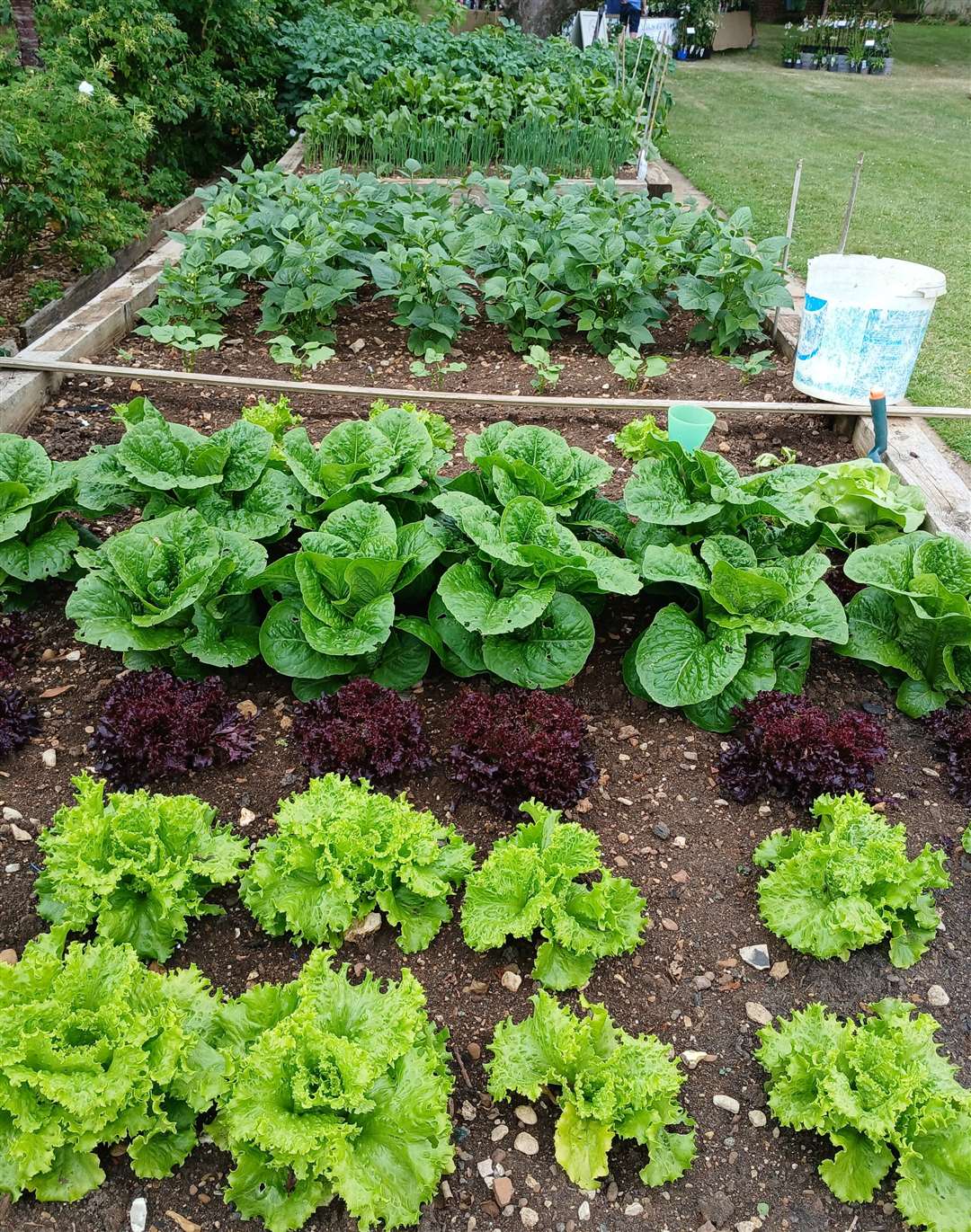Steve's veggies in their raised beds