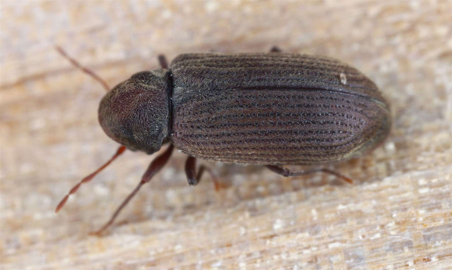 Woodworm or furniture beetle (Anobium punctatum). The beetle on the wood in which its larvae develop. Photo: istock