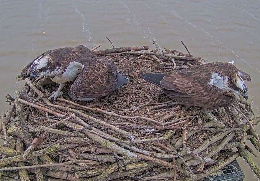 Maya and 33(11) are reunited at Manton Bay. Photo: Leicestershire and Rutland Wildlife Trust