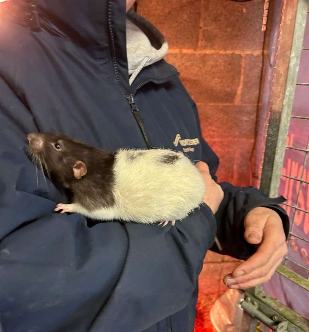 A rat