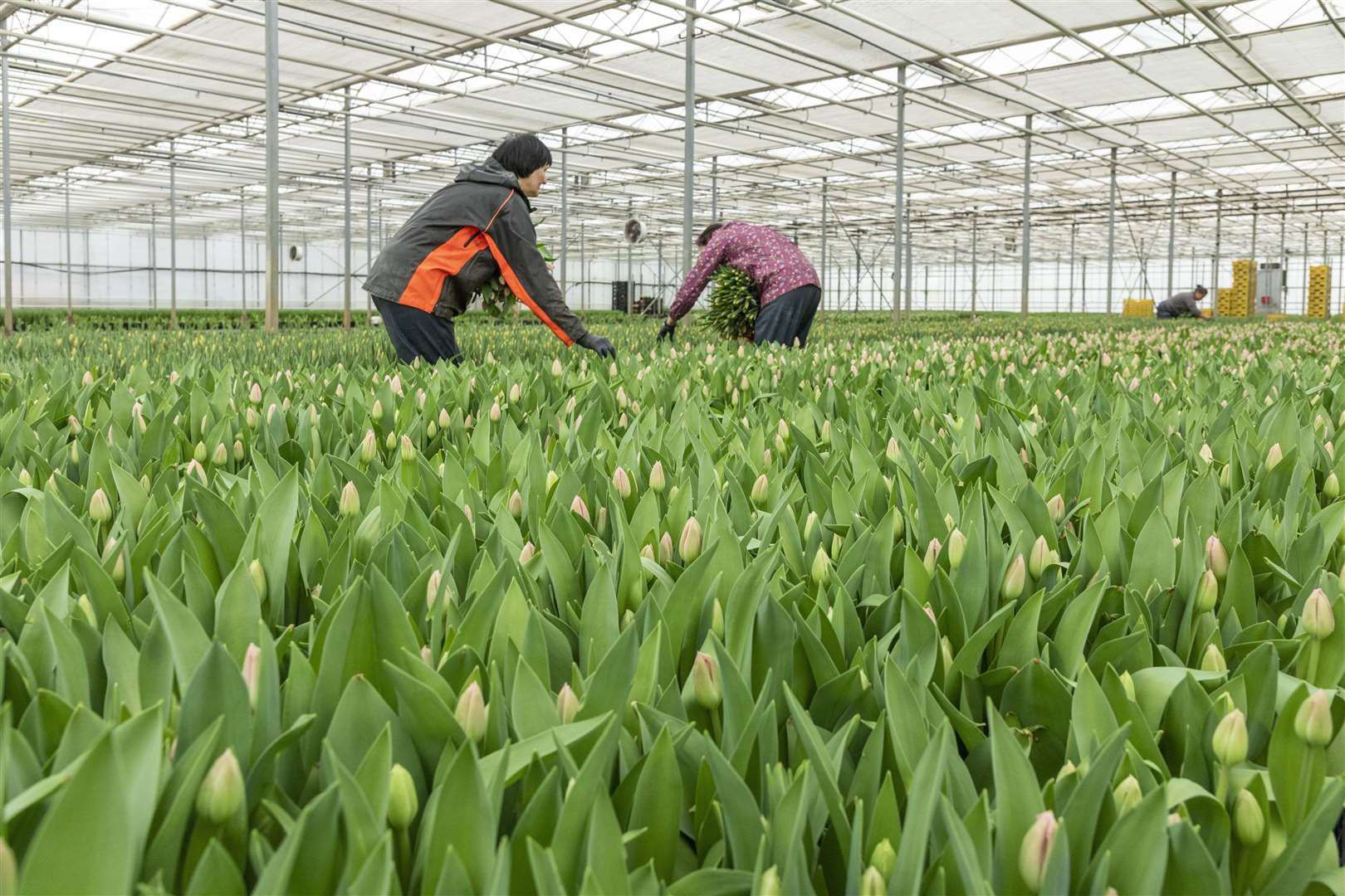 Staff at Lambs Flowers at work in the nursery's greenhouses PHOTO: Gary Naylor Photography