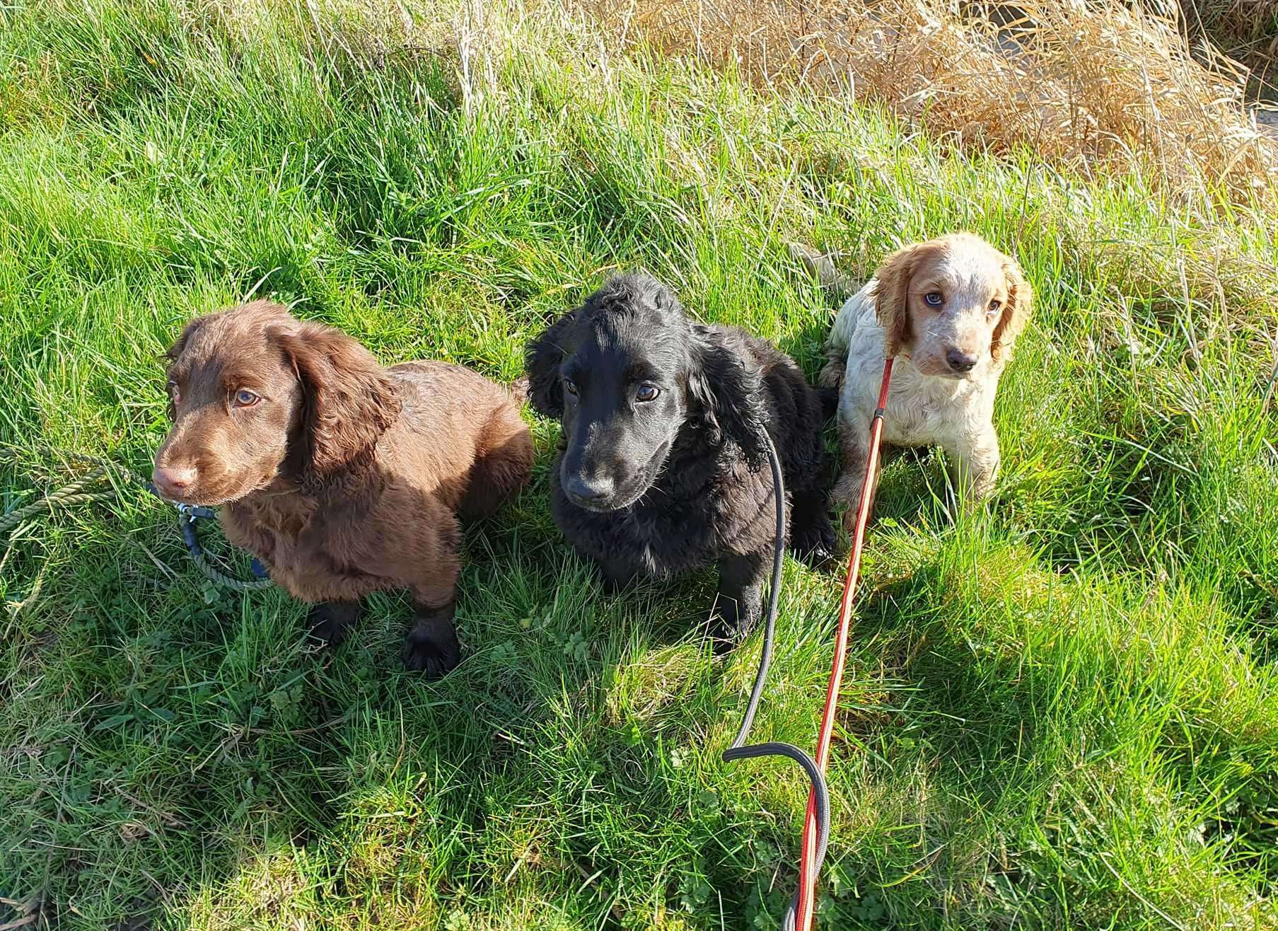 A lot of the sniffer dogs come from rescue centres