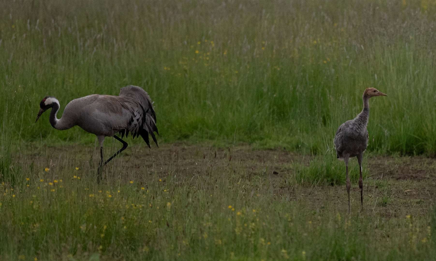 Crane and chick. Photo: Ian Misselbrook