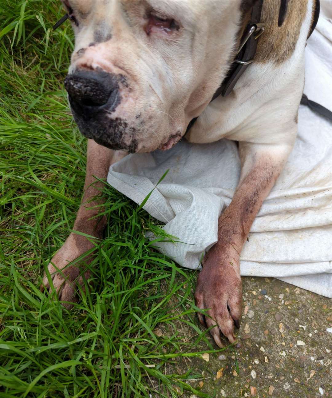 Vets were forced to put down Missy to prevent further suffering PHOTO: RSPCA