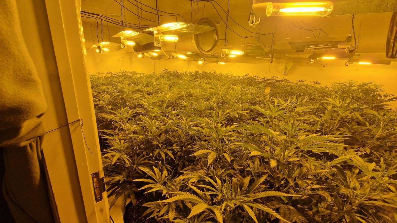 The plants have a street value of £800,000.